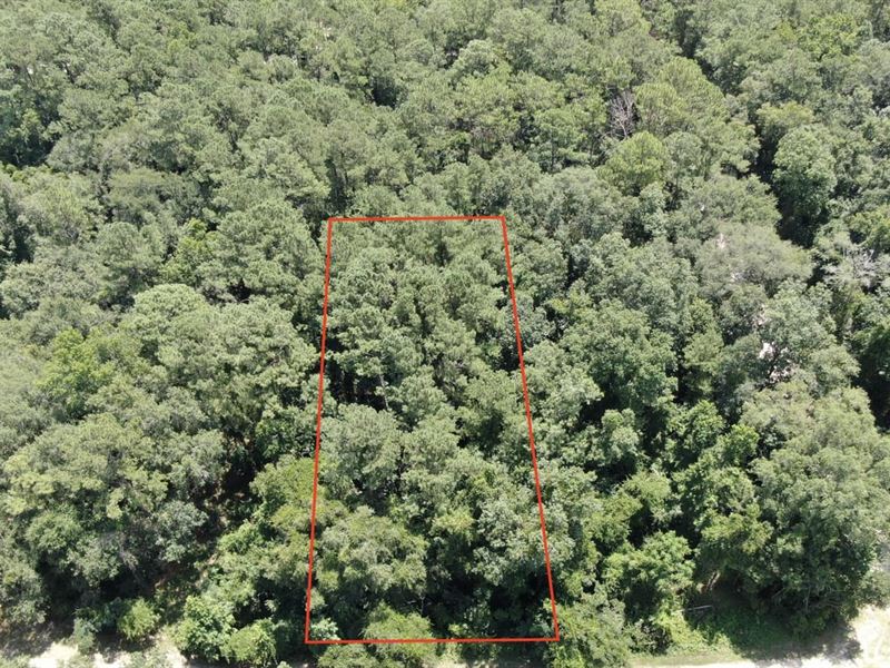 Awesome Half Acre Recreational Lot : Lee : Madison County : Florida