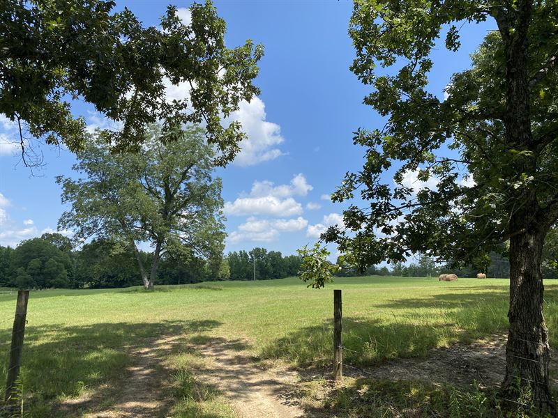 Open Land for Sale in TN : Adamsville : McNairy County : Tennessee