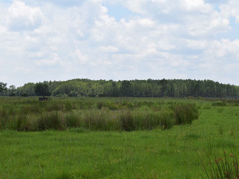 Lake County Ranch Land, 153 Acres : Groveland : Lake County : Florida