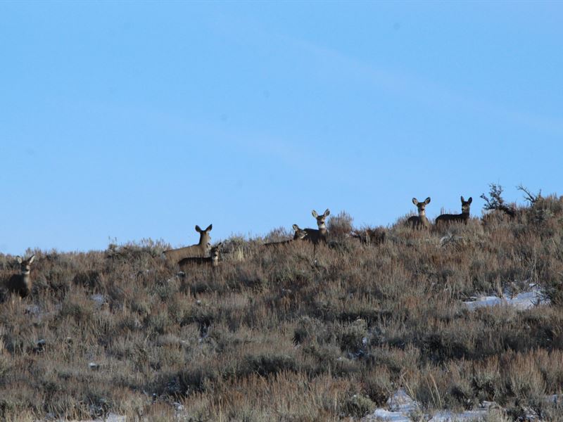 North Spring 160 : Craig : Moffat County : Colorado