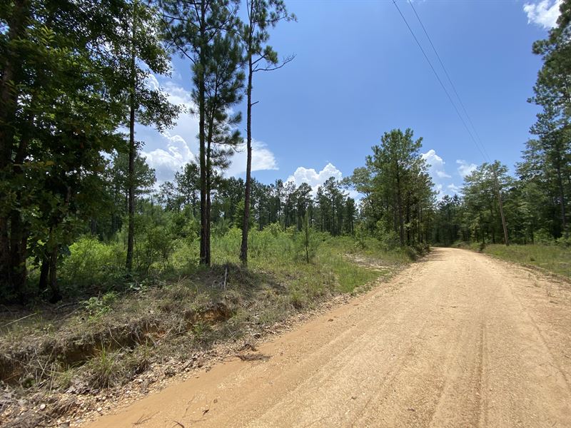 Jd Howard Road Tract : Howardtown : Washington County : Alabama
