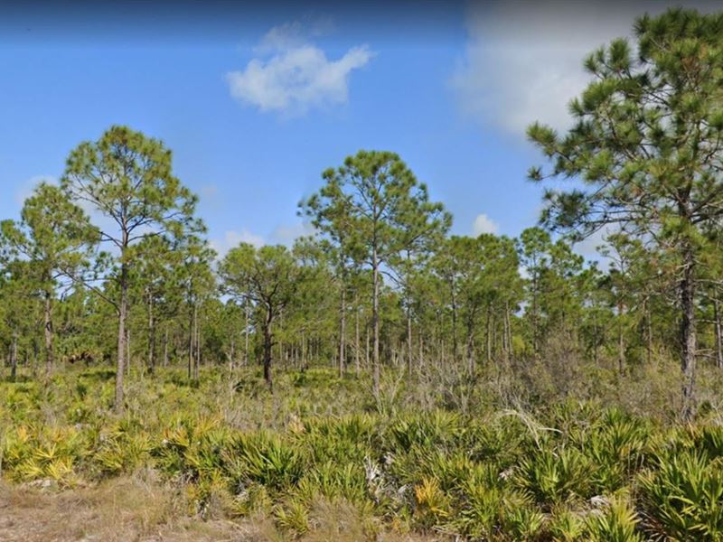 Attention Nature Lovers, 0.33 Acres : Punta Gorda : Charlotte County : Florida