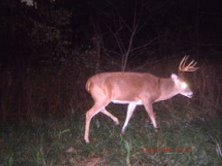 Small Acreage Owner Financing : Niangua : Webster County : Missouri