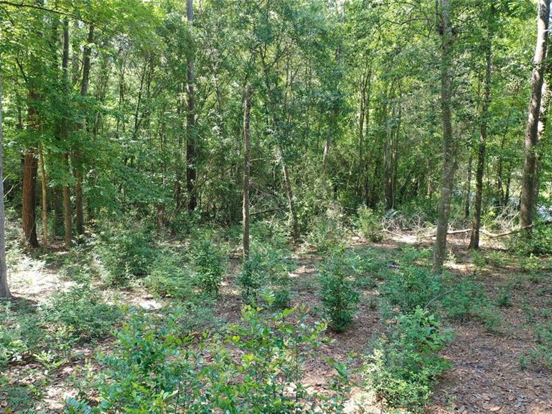 Large Lot, Beautiful Coverage : Splendora : Liberty County : Texas