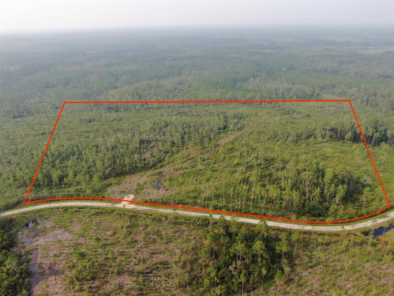 23 Acres Of Prime Hunting Land : Perry : Taylor County : Florida