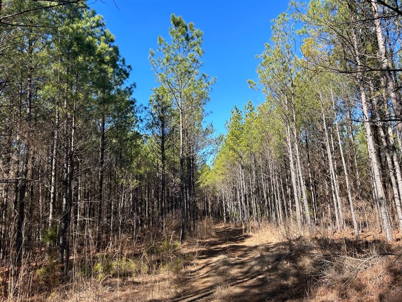 240 Acres in Yalobusha County, MS : Coffeeville : Yalobusha County : Mississippi