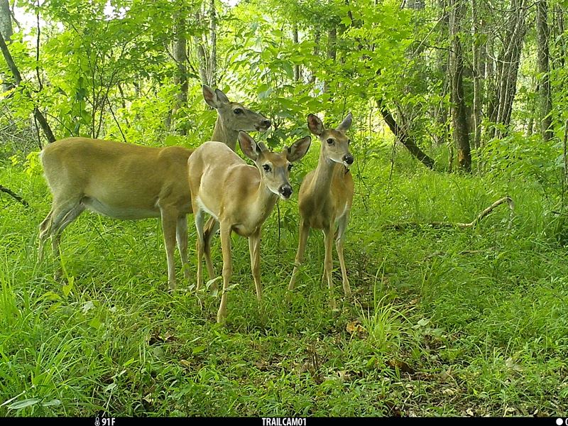 Large Tract Near Auburn : Camp Hill : Lee County : Alabama