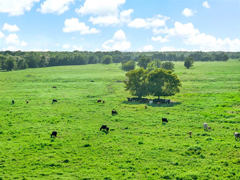 Stunning 484 Ac in Lake Creek, TX : Lake Creek : Delta County : Texas