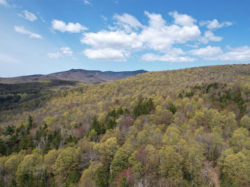 Mount Pleasant Forest : Plymouth : Windsor County : Vermont