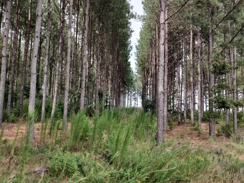 Davis Road Tract : Abbeville : Abbeville County : South Carolina