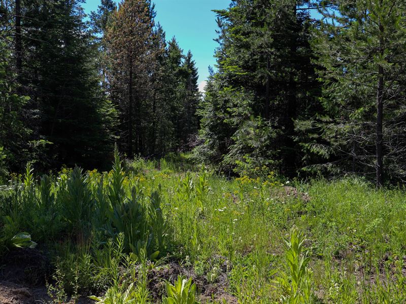 6 Triggers at Newport Highlands : Newport : Pend Oreille County : Washington