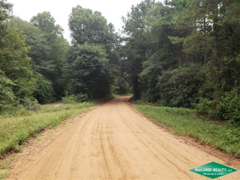 6.9 Ac, Timberland for Home Sites : Jasper : Jasper County : Texas