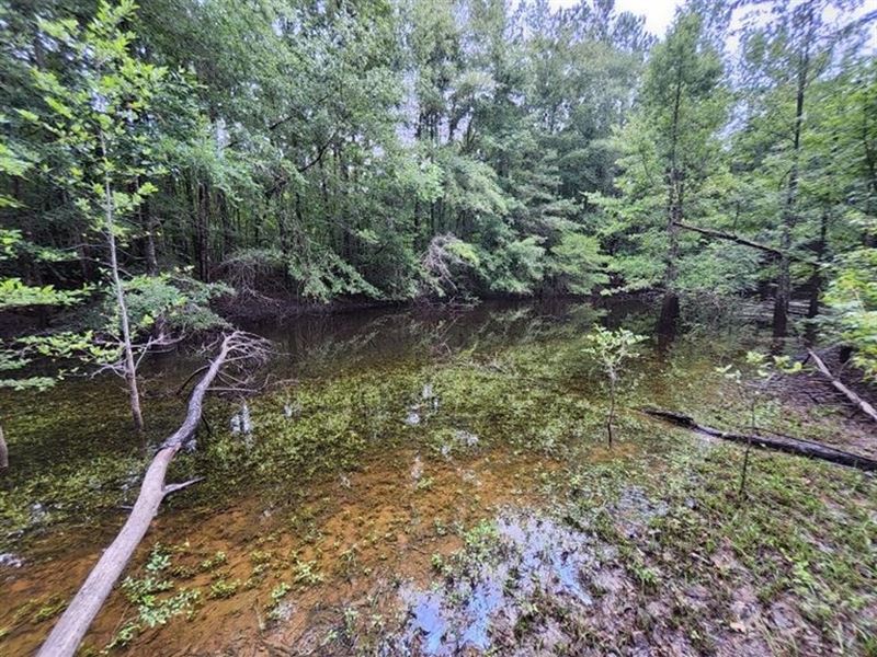 66 Acres in Jefferson Davis in Oak : Oak Vale : Jefferson Davis County : Mississippi