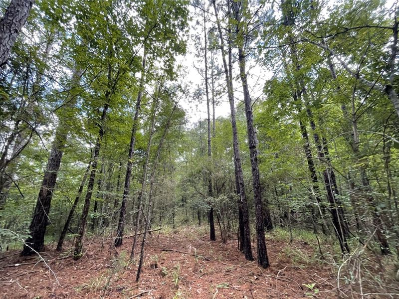 36 Acres in Jefferson Davis County : Oak Vale : Jefferson Davis County : Mississippi