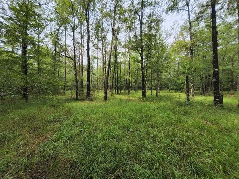 28.8 Acres in Jefferson Davis Count : Oak Vale : Jefferson Davis County : Mississippi