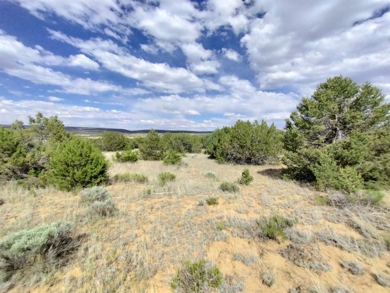 5.1 Acres with Trees & Well Access : Pinehill : Cibola County : New Mexico