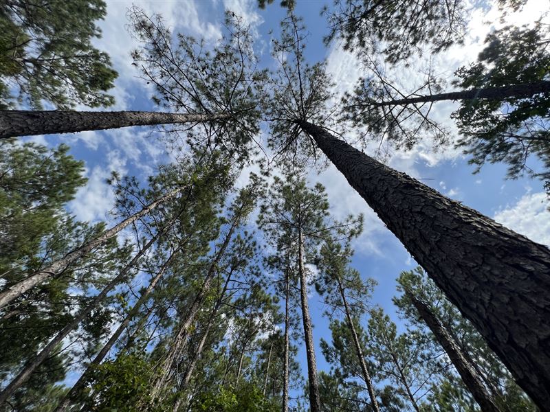 152 Pine Plantation, Camp Hill : Camp Hill : Tallapoosa County : Alabama