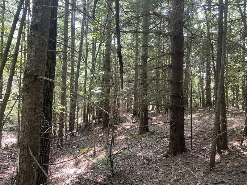 Wetmor Brook & Woodlands : Camden : Oneida County : New York
