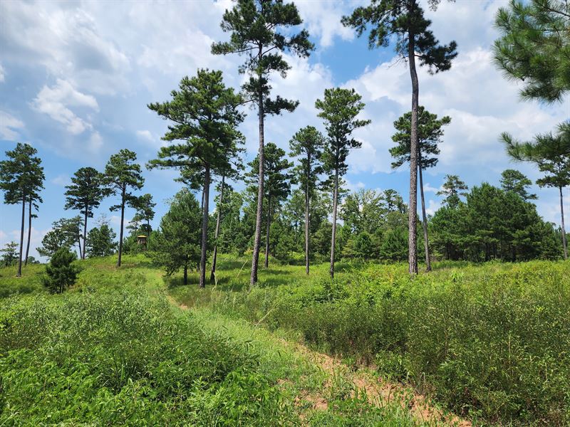 Beautiful Home Site, Pad Ready : Hamilton : Harris County : Georgia