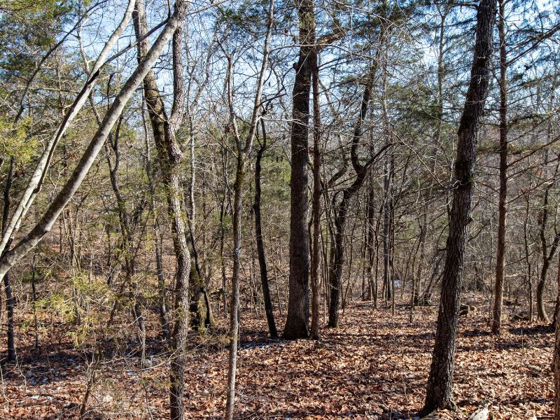 Amazing Land for Just $5,900 : Kissee Mills : Taney County : Missouri