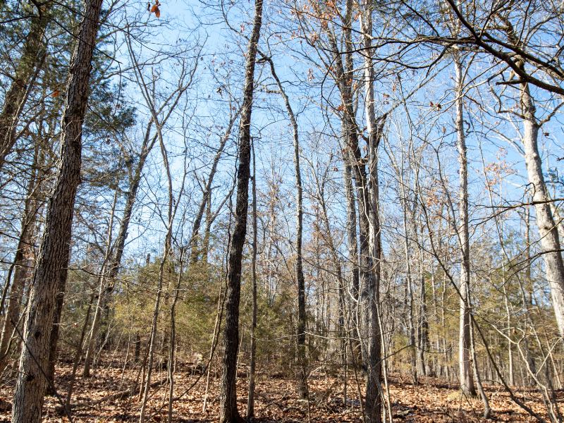 Great Land Beside Bull Shoals Lake : Kissee Mills : Taney County : Missouri