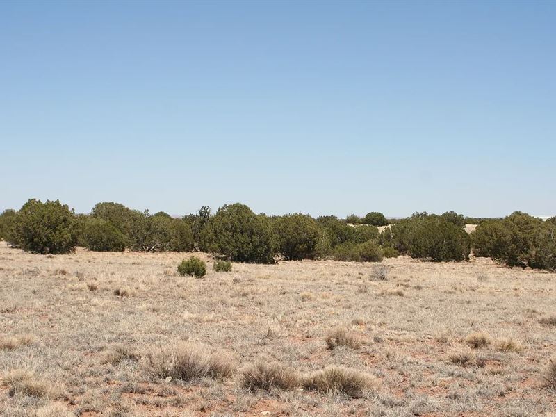 Golden Horse Luxury, $275/Mo : Snowflake : Navajo County : Arizona