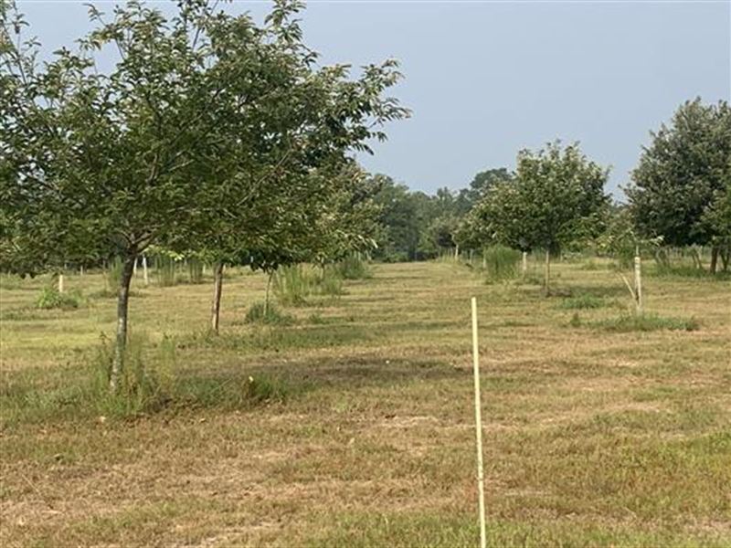 Chestnut Hill : Sylvania : Screven County : Georgia