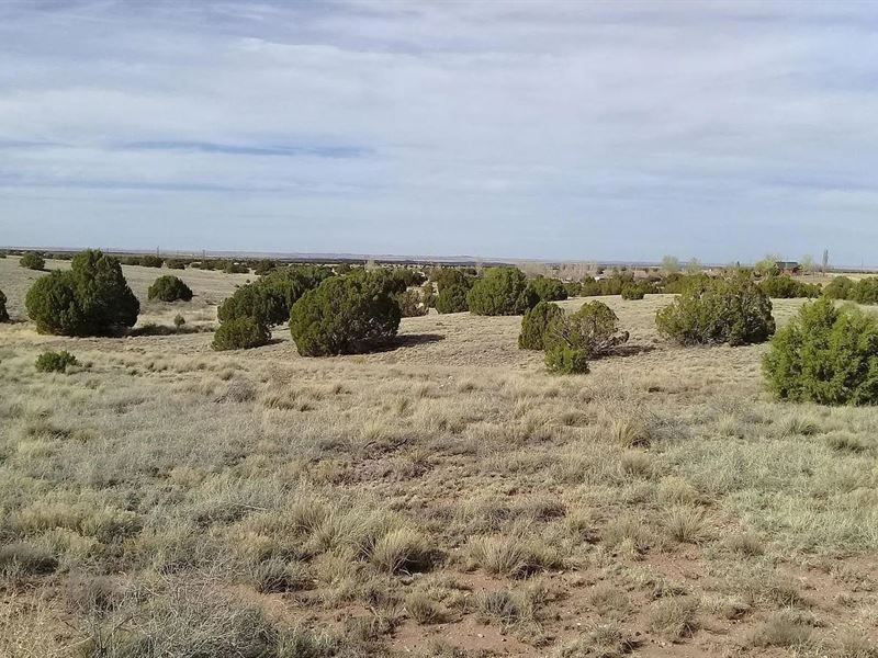 Strike Gold, Easy $375/Mo Land Deal : Snowflake : Navajo County : Arizona