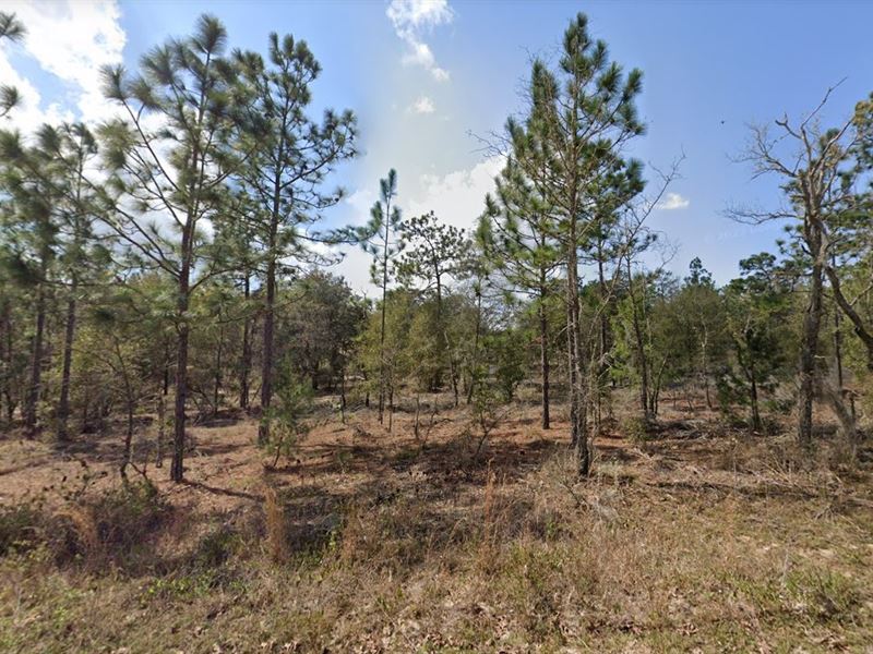 Gigantic Corner Lot Just $303/Mo : Interlachen : Putnam County : Florida