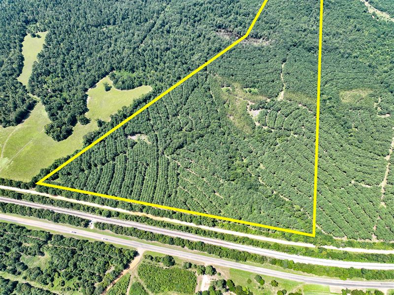 49.5 Acres, County Road 9070 T-4 : Avinger : Marion County : Texas