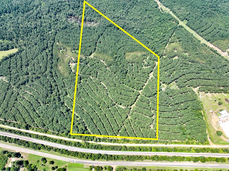 49.5 Acres, County Road 9070 T-3 : Avinger : Marion County : Texas