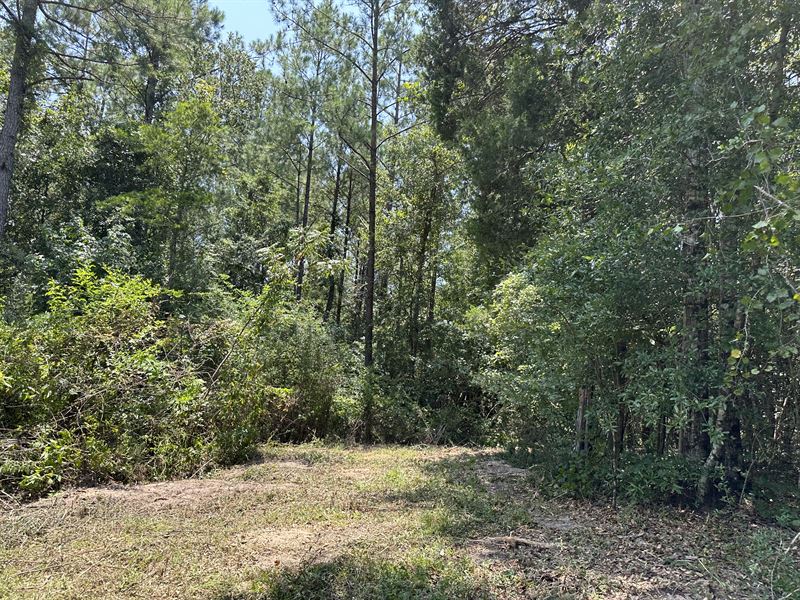 Bethel Cutoff Road 6 Acres Tract : Coffeeville : Clarke County : Alabama