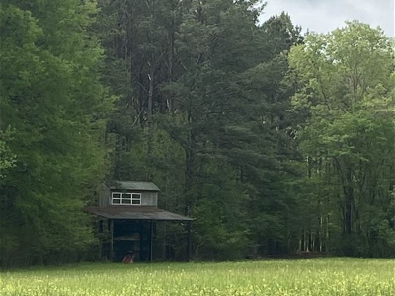 Old Texas Property : Pine Apple : Monroe County : Alabama