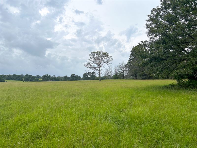 159 Acres, 650 County Line Road : Henderson : Rusk County : Texas