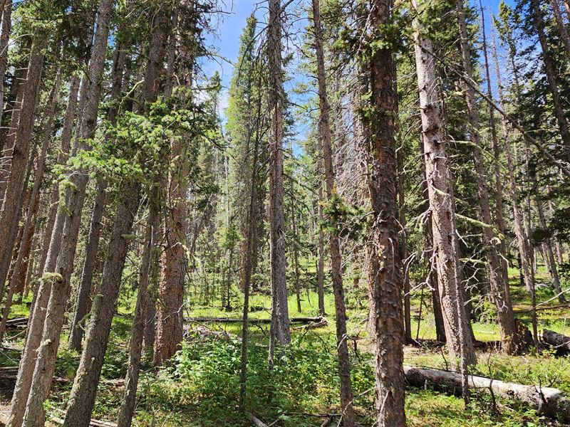 Old Growth Timber : Cripple Creek : Teller County : Colorado