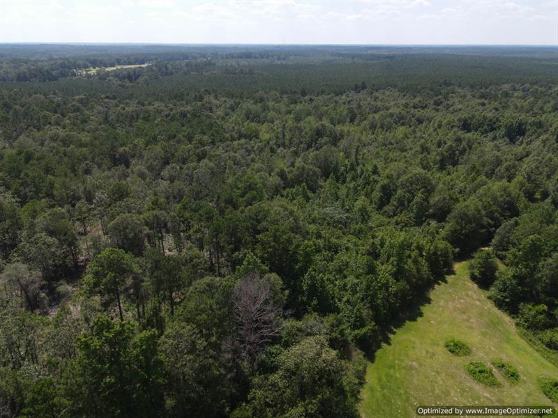 32+/- AC in Pike County, MS : McComb : Pike County : Mississippi