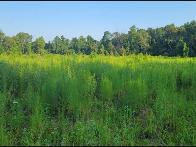30 Acres in Franklin County in McCa : McCall Creek : Franklin County : Mississippi
