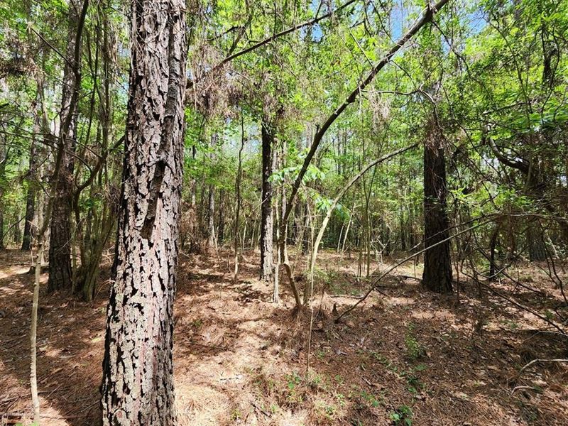 13 Acres in Jefferson Davis County : Prentiss : Jefferson Davis County : Mississippi