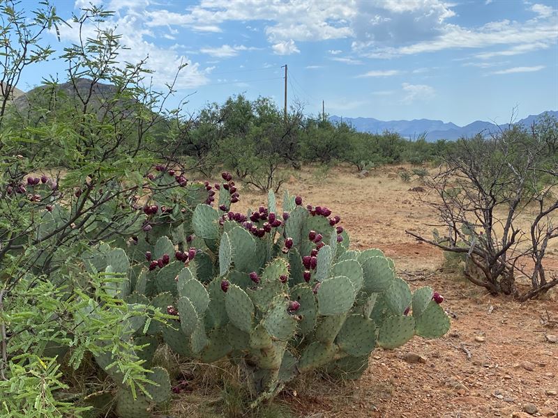 A Rare Gem, Tubac / Tumacacori Area : Rio Rico : Santa Cruz County : Arizona