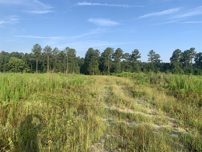 Friendship Lots 1-4 : Sylvania : Screven County : Georgia