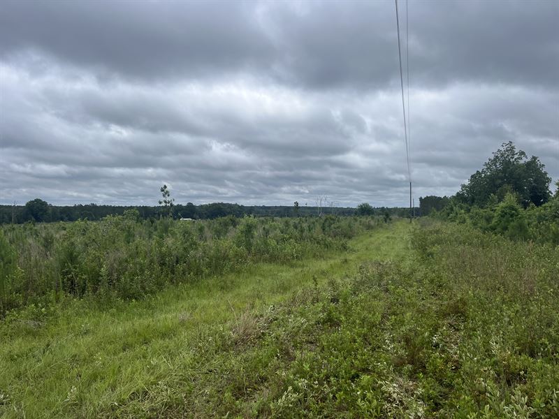 Walker Tract : Eastman : Dodge County : Georgia