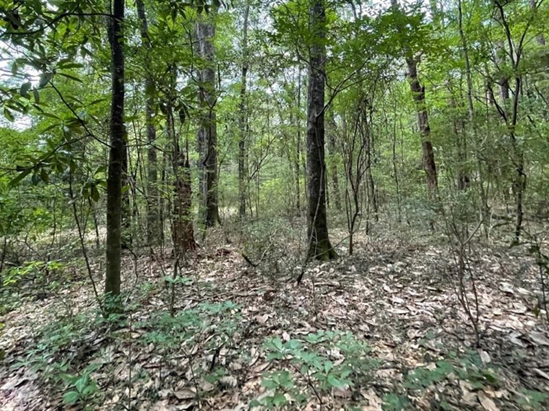 1.1 Acres in Yalobusha in Oakland : Oakland : Yalobusha County : Mississippi