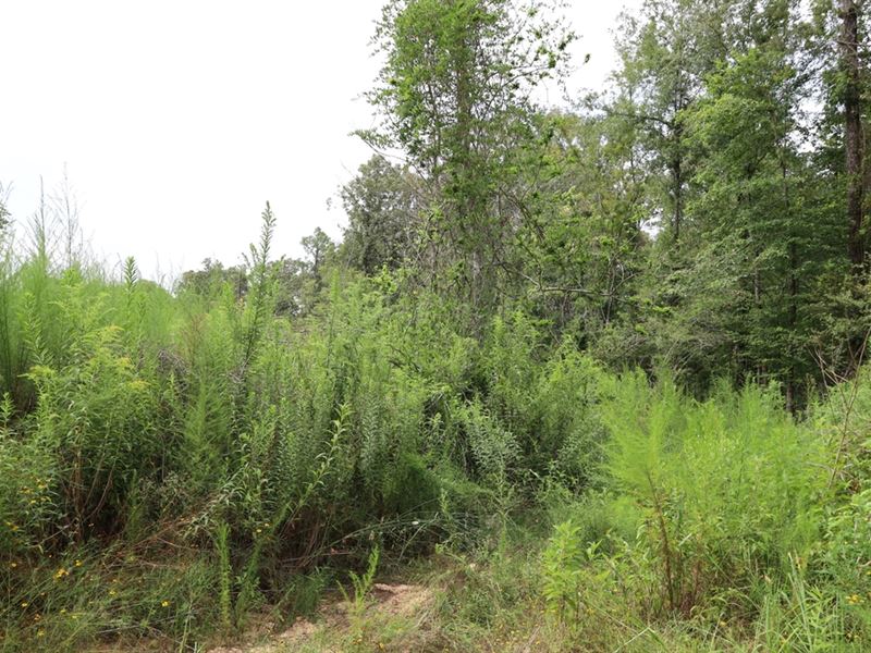 La, Caldwell 3.5 Acres : Grayson : Caldwell Parish : Louisiana