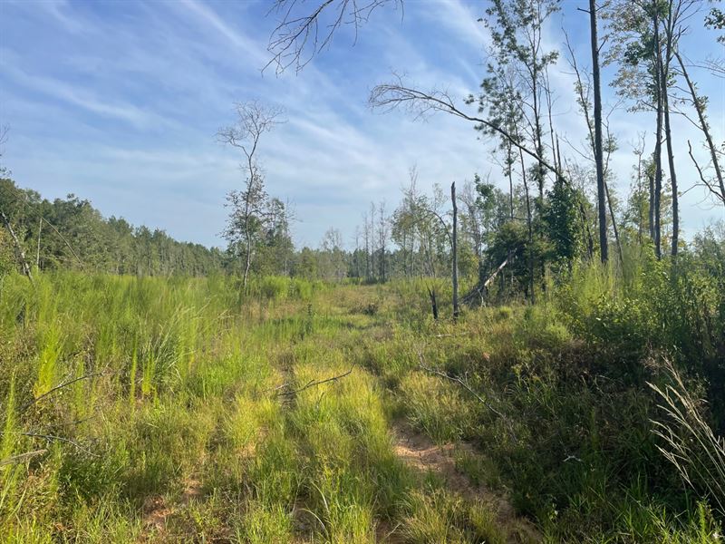 71.35 Acres in Tickfaw, Louisiana : Tickfaw : Tangipahoa Parish : Louisiana