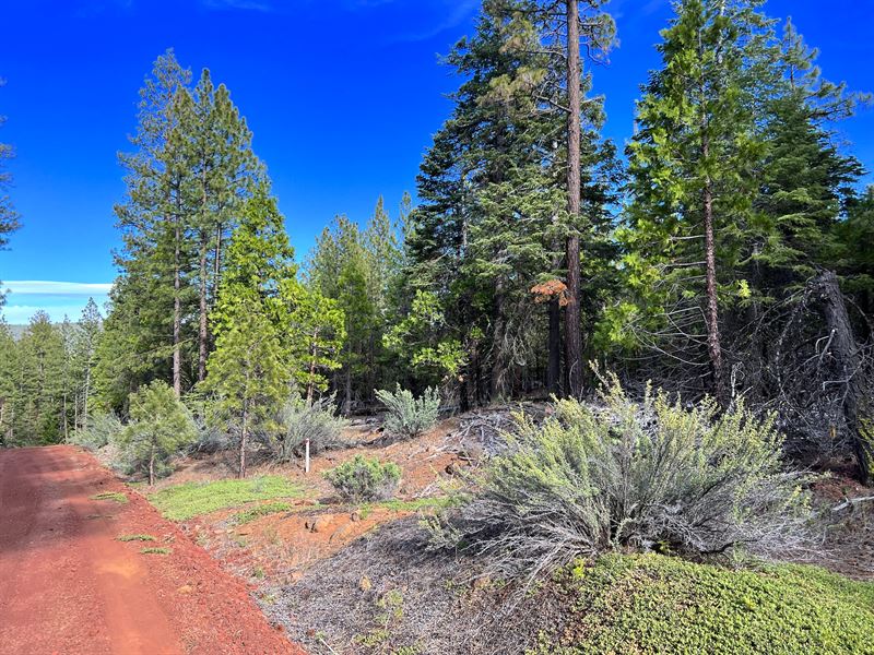Breathtaking Views & Forest : Alturas : Modoc County : California