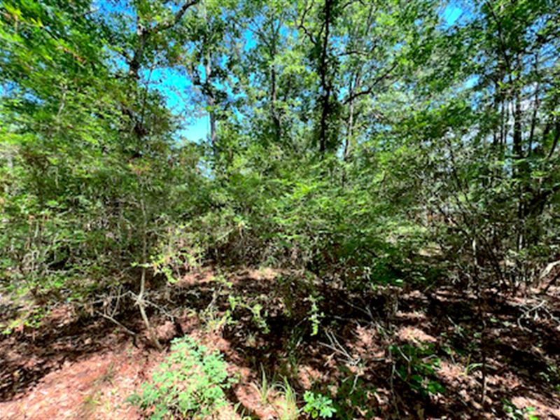 Dream Tiny Home Site : Trinity : Trinity County : Texas