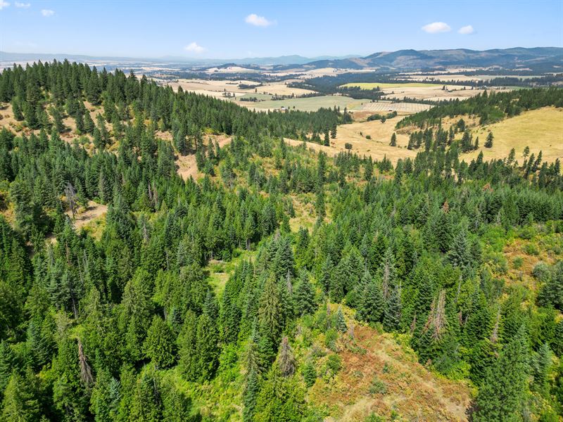 Bluegrass Lane Development Property : Kendrick : Clearwater County : Idaho