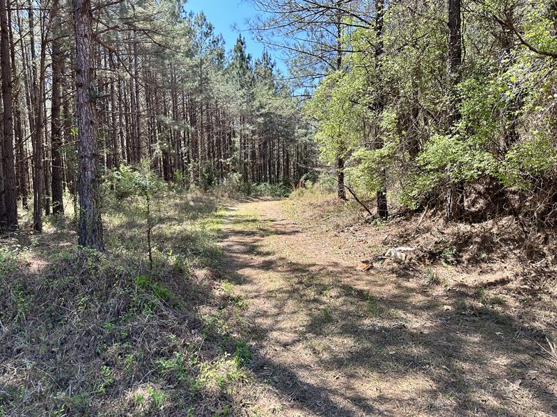 35+/- Ac Hunting Tract : Decatur : Newton County : Mississippi