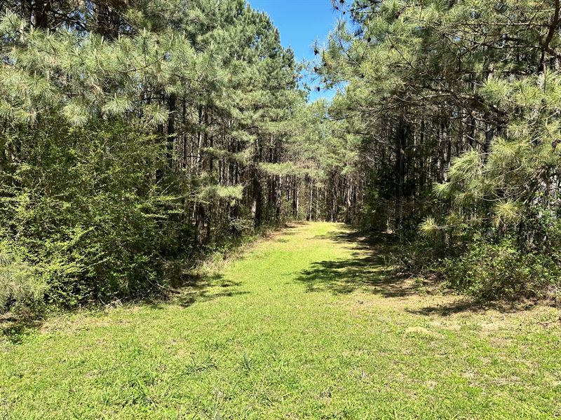 45.1+/- Ac Hunting Tract : Decatur : Newton County : Mississippi