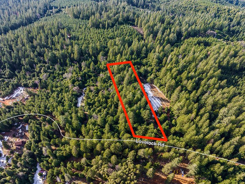 Treed 2+ Acres in Rural Area : Magalia : Butte County : California